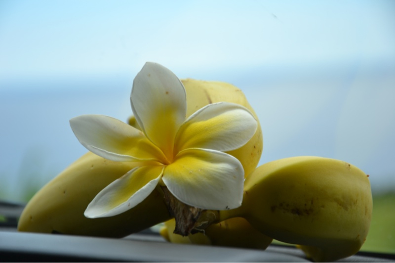 Plumeria und Apfelbanane