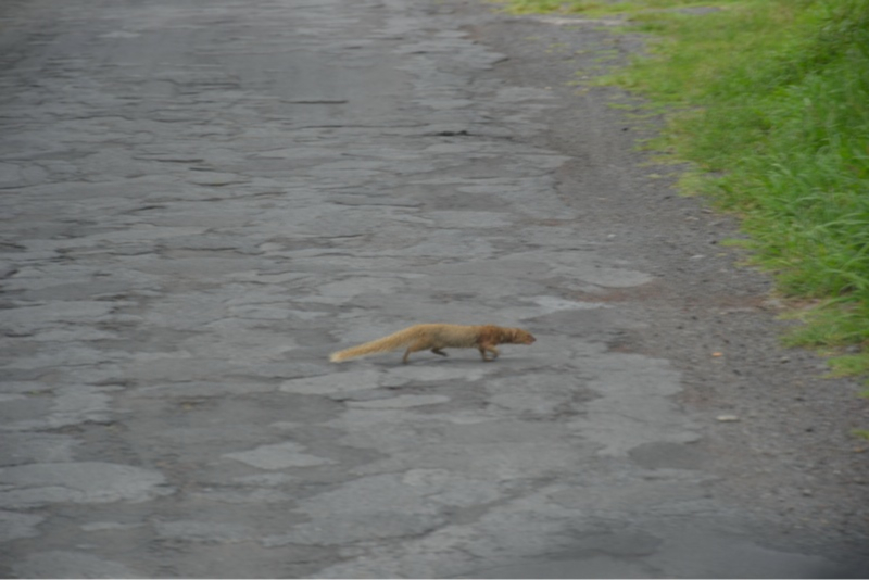 Mungo auf der Flucht