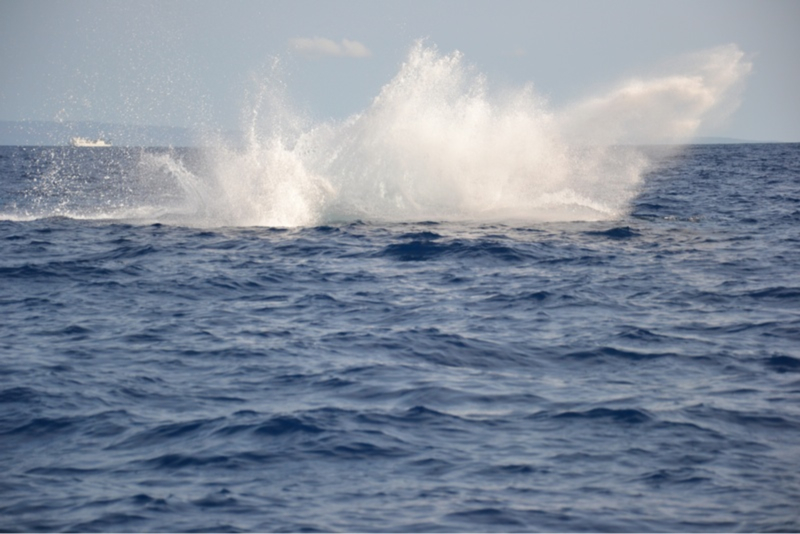 Splash
