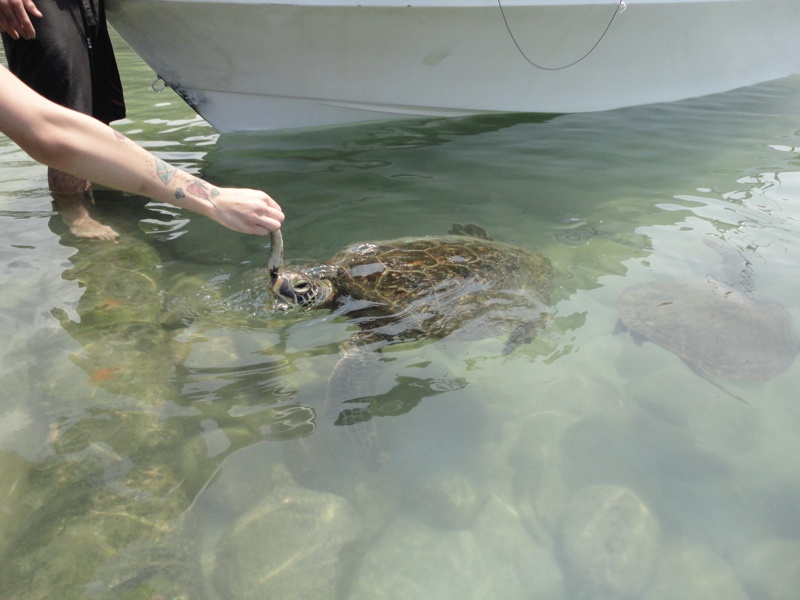 Schildkröte wird aus der Hand gefüttert