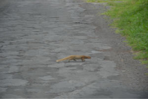 Mungo auf der Flucht