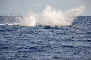 Splash